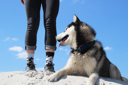 Photo of socks with husky and real husky.の写真素材
