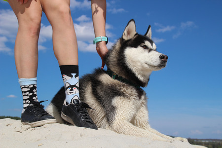 Photo of socks with husky and real husky.の写真素材