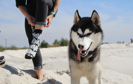 Photo of socks with husky and real husky.の写真素材