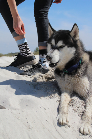 Photo of socks with husky and real husky.の写真素材