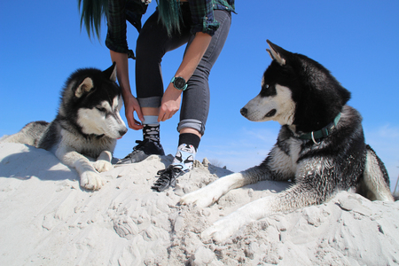 Photo of socks with husky,watch and two real husky.の写真素材