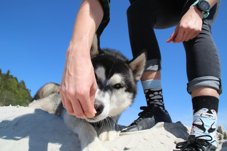 Photo of socks with husky,watch and real husky eating food.の写真素材