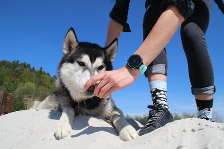 Photo of socks with husky,watch and real husky eating food.の写真素材