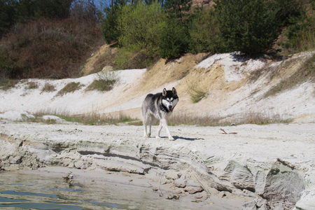 Photo of two happy running husky.の写真素材