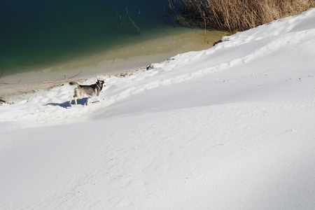 Photo of two happy running husky.の写真素材