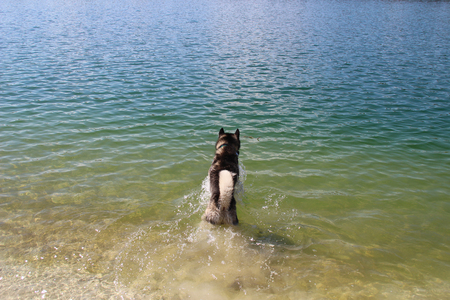 Photo of  swimming husky.の写真素材