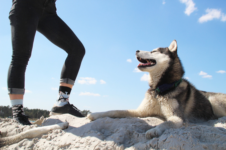 Photo of socks with husky and real husky.の写真素材