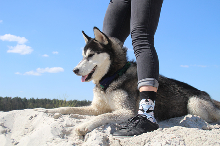 Photo of socks with husky and real husky.の写真素材