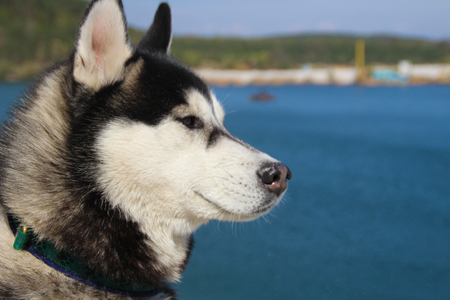 Portrait of a funny husky.の写真素材