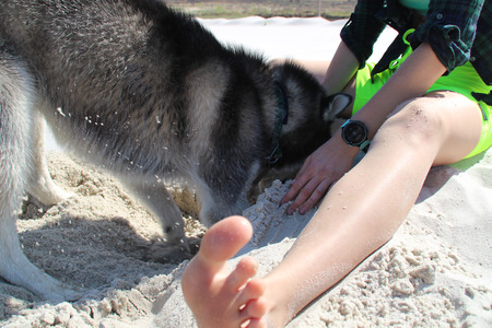 Photo of the best friends playing the girl and husky.の写真素材