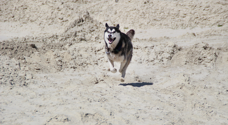 Photo of  happy running husky.の写真素材