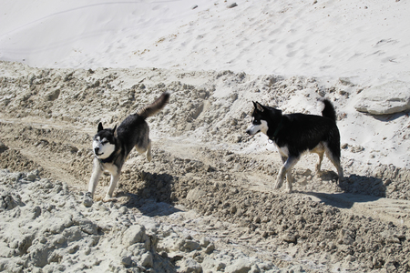 Photo of two happy running husky.の写真素材