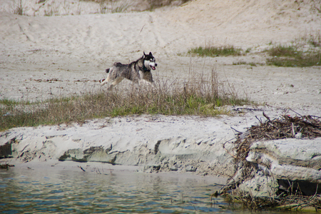 Photo of two happy running husky.の写真素材