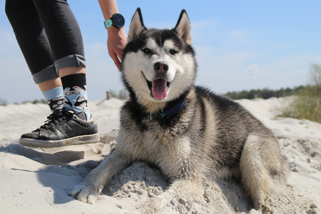 Photo of socks with husky and real husky.の写真素材