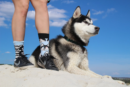 Photo of socks with husky and real husky.の写真素材
