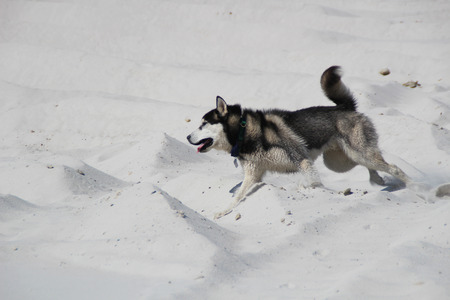 Photo of  happy running husky.の写真素材