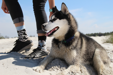 Photo of socks with husky and real husky.の写真素材