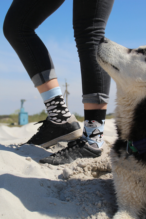 Photo of socks with husky and real husky.の写真素材