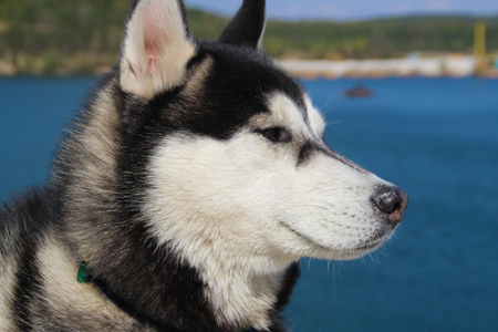 Portrait of a funny husky.の写真素材