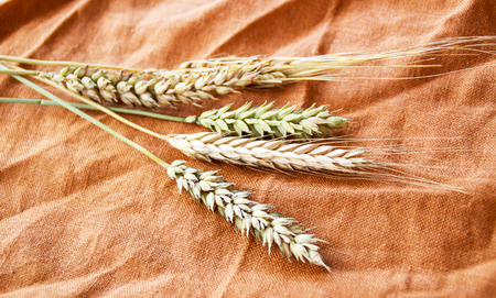 Photo of five wheat spikes and barley.の写真素材