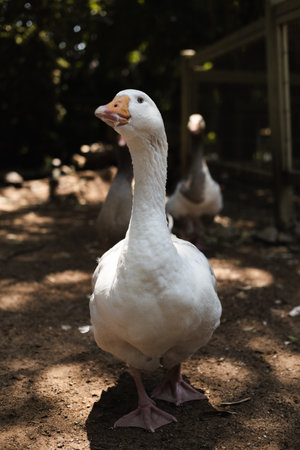 White goose on the farm in Israel. Close-up. Selective focus.の写真素材