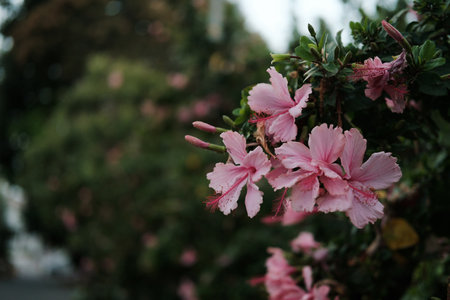 pink hibiscus blooming, summer