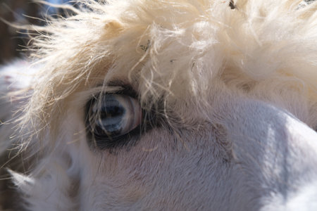 Close-up of a white alpaca with blue eyes and long hairの写真素材