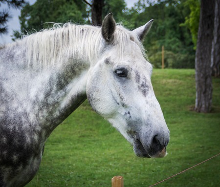 Portrait of horse on the gladeの写真素材
