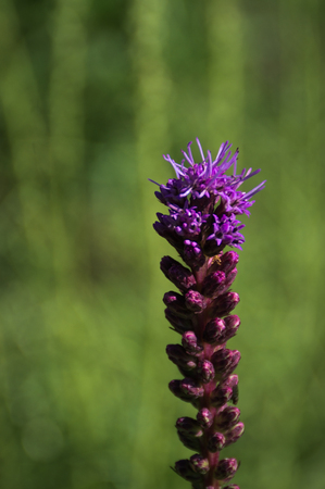 High fluffy violet flower on greenの写真素材
