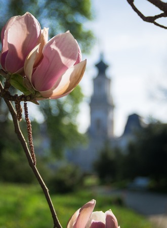 Background of magnolia blossoms in the spring, white and pink magnolia blooming in the Keszthelyの写真素材