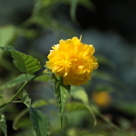 Yellow Rose on a bush in a gardenの写真素材