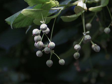 Fruit stand of a silver Linden treeの写真素材