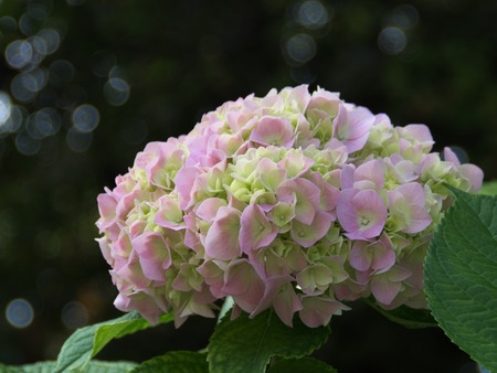 Closeup image of pink and white hydrangeaの写真素材