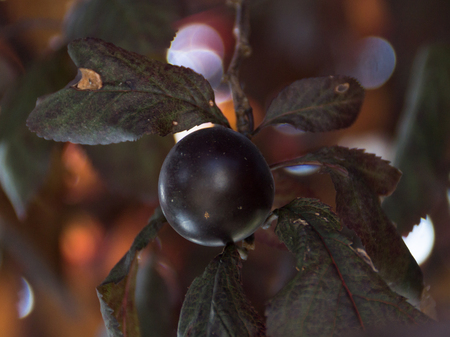 Plum in a tree. Dark red leaves, and dark blue fruit.の写真素材