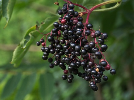 Some ripe elderberry on branch against the leavesの写真素材