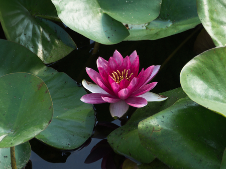Pink Water Lily or Nymphaea in a pondの写真素材
