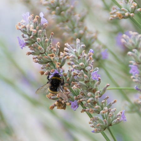 Bumblebee collects nectar on lavender, summer 2016 in Hungary