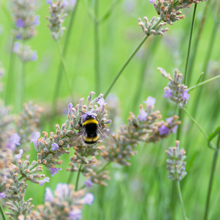 Bumblebee collects nectar on lavender, summer 2016 in Hungaryの写真素材