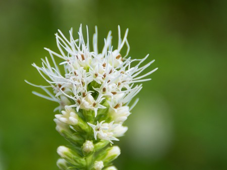 Nice tall fluffy white flower in the gardenの写真素材