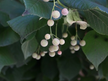 Fruit stand of a silver Linden tree