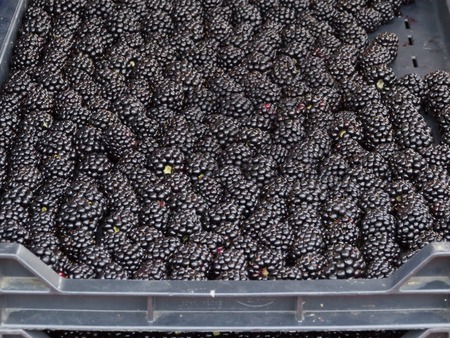 Fresh organic blackberries at the farmers market.の写真素材