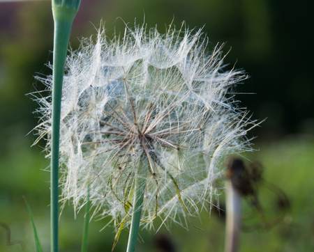 Fluffy dandelion on a green background of a grassの写真素材