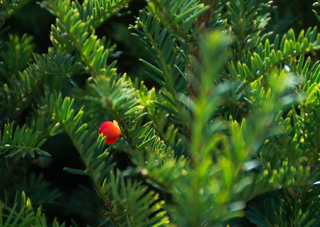Yew tree with red fruits. Taxus baccataの写真素材