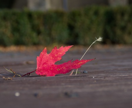 Autumn, red leaf fell on the roadの写真素材