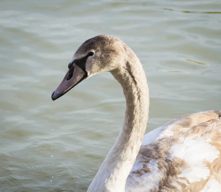 Beautiful young swan on the lake Balatonの写真素材