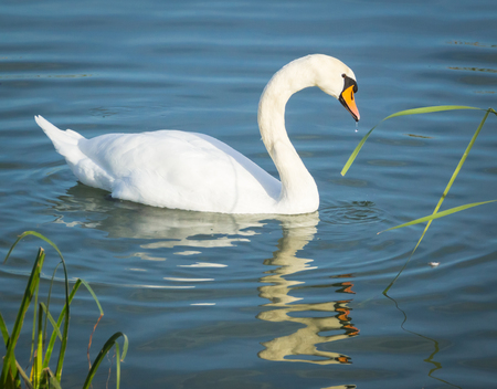 Beautiful young swan on the lake Balatonの写真素材