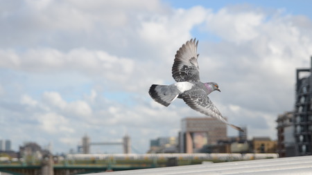 Flying birdの写真素材