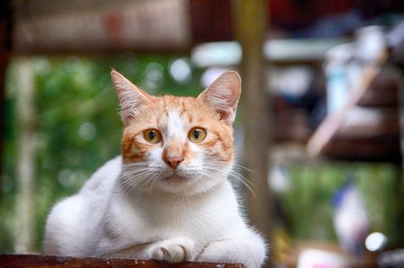 Cat staringの写真素材