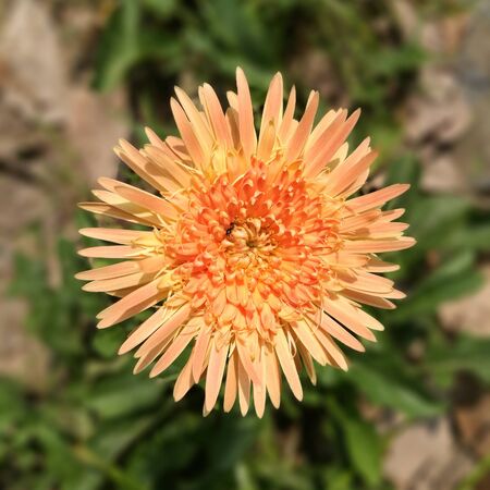 Sun flowerの写真素材