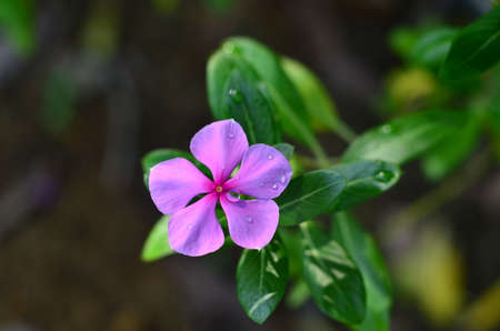 Catharanthus roseus, commonly known as bright eyes, Cape periwinkle, graveyard plant, Madagascar periwinkle, old maidの写真素材